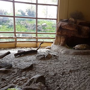 Enclosure African spurred tortoise