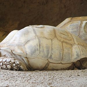 African spurred tortoises
