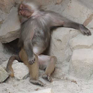 Tired Baboon ;)