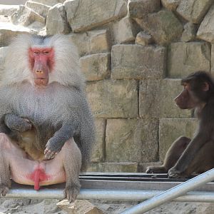 Hamadryas baboons