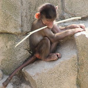 Young Hamadryas baboon