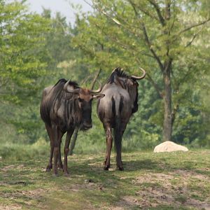 Blue wildebeests
