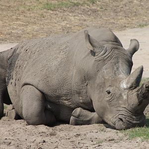 Southern white rhino