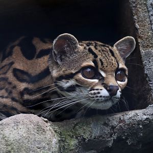 Margay