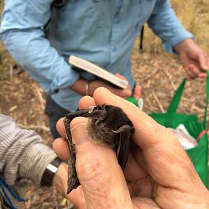 Gould's Wattled Bat (Chalinolobus gouldii)