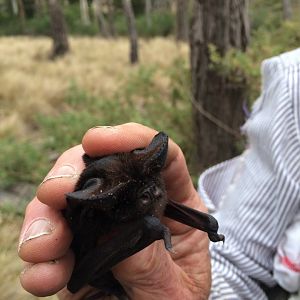 White-striped Free-tailed Bat (Austronomus australis)