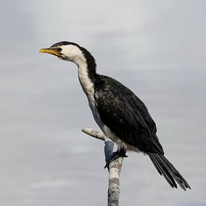 Little Pied Cormorant