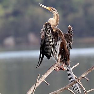 Australian Darter