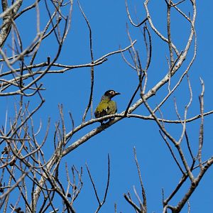 Australasian Figbird