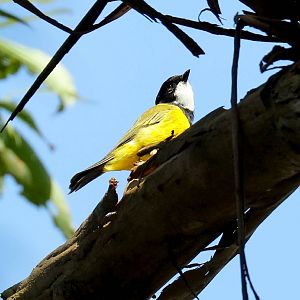 Golden Whistler