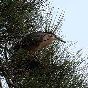 Striated Heron