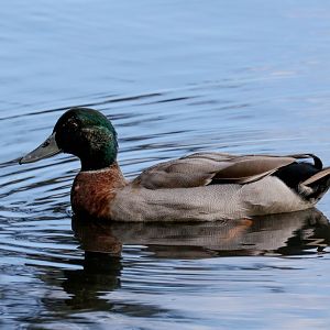 Mallard