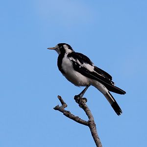 Magpie Lark