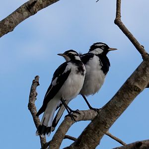 Magpie Larks