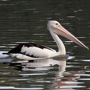 Australian Pelican