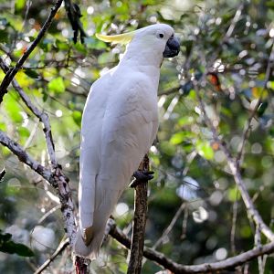 Sulphur-crested Cockatoo
