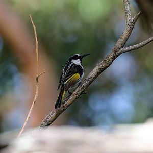 White-cheeked Honeyeater