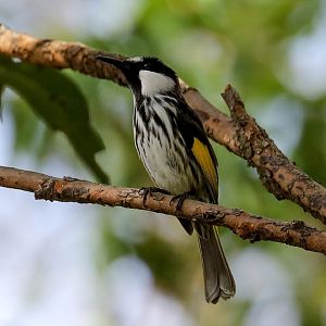 White-cheeked Honeyeater