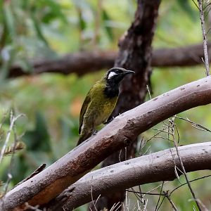 White-eared Honeyeater