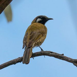 White-eared Honeyeater