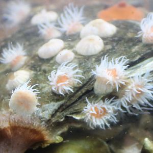 Sandelled anemone