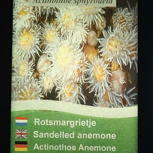 Sign Sandelled anemone