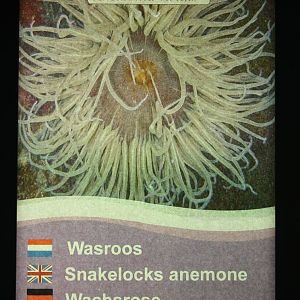 Sign Snakelocks anemone