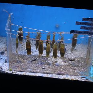 Eggs Small-spotted catshark