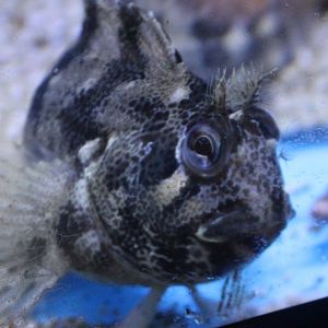 Tompot blenny - Parablennius gattorugine