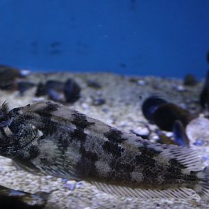 Tompot blenny - Parablenius gattorugine