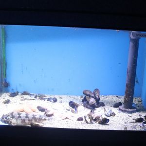 Aquarium Starfish - Tompot blenny