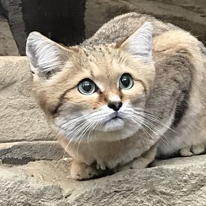 Sand cat 040319