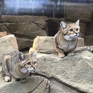 Sand cats 040319