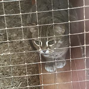 Rusty-spotted cat 040319