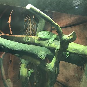 Monkey-tail skink 040319