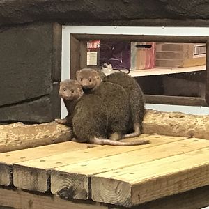 Dwarf mongooses 040319