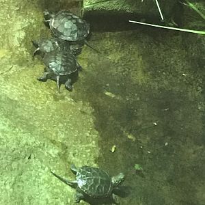 European pond turtle juveniles 040319