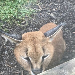 Caracal 040319