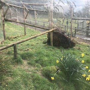 Caracal enclosure 040319