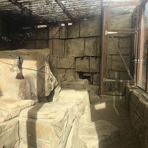 Sand cat enclosure 040319