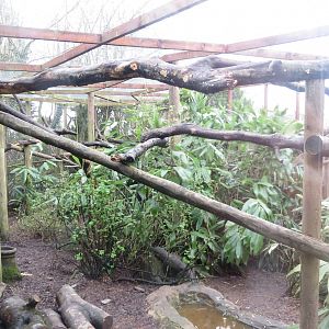 Yellow-throated marten enclosure 040319
