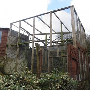 Squirrel monkey outdoors 040319