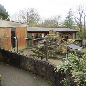 Meerkat enclosure 040319