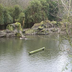 Waterfowl and pelican area 040319