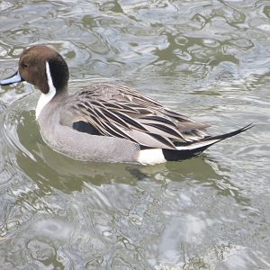 Northern pintail 040319