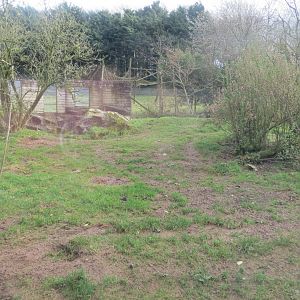 Maned wolf enclosure 040319