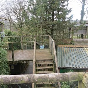 Viewing platforms for 'Exmoor Beast' Black leopards 040319