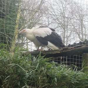 Palm-nut vulture 040319