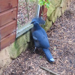 Victoria crowned-pigeon 040319