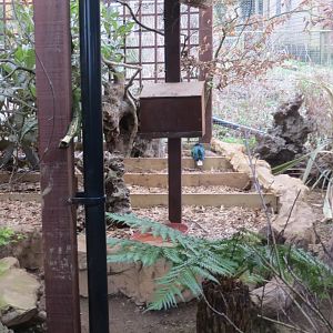 Aviary for Victoria crowned-pigeons and Nicobar pigeons 040319